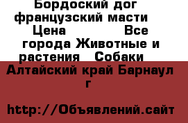 Бордоский дог ( французский масти)  › Цена ­ 50 000 - Все города Животные и растения » Собаки   . Алтайский край,Барнаул г.